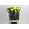 Dianthus St Ilias