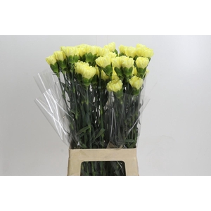 Dianthus St Ilias