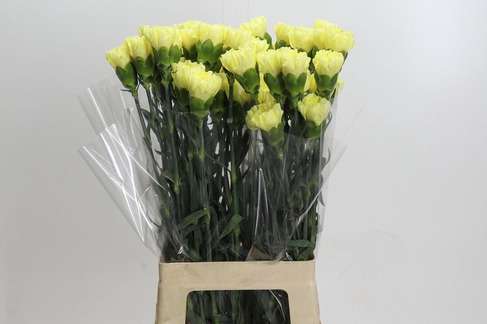 Dianthus St Ilias