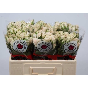 R TR ROYAL PORCELINA