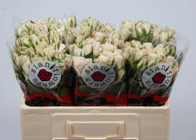 <h4>R TR ROYAL PORCELINA</h4>