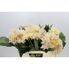 Dahlia Cafe Au Lait