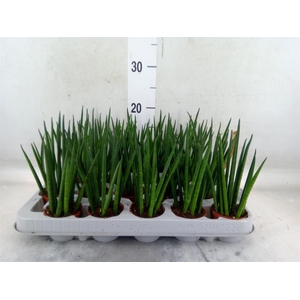 Sansevieria bacularis