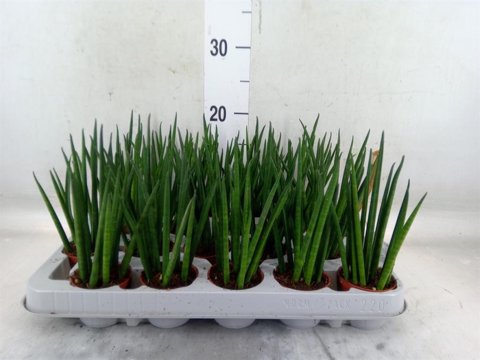 <h4>Sansevieria bacularis</h4>