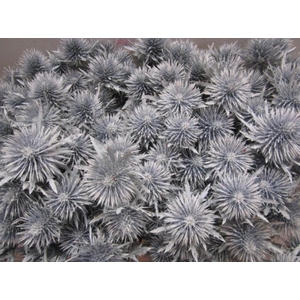 Eryn Magnetar Wit L60