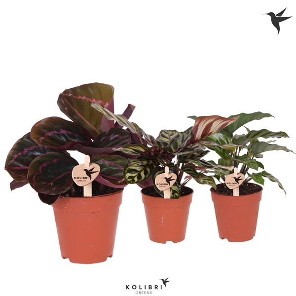 <h4>Kolibri Greens Calathea mix</h4>