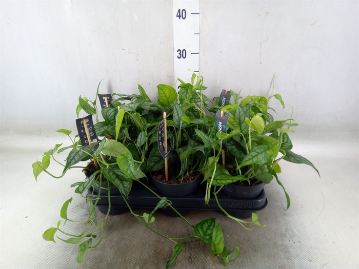 <h4>Monstera siltepecana</h4>