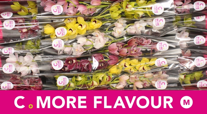 <h4>CYMB MI GEM</h4>