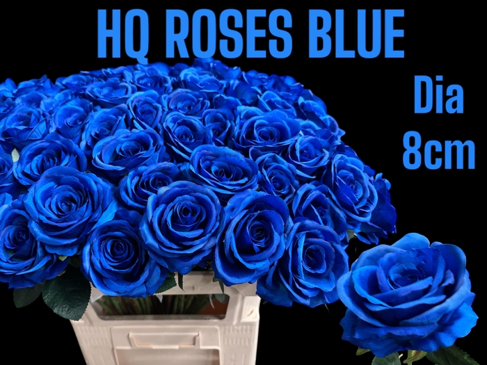 <h4>HUIS EN TUINDECO H%</h4>