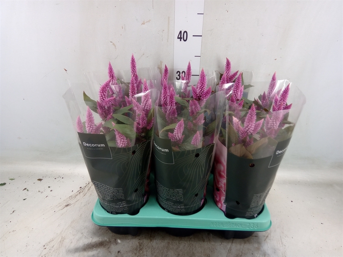 <h4>Celosia arg. SP 'Merida Pink'</h4>