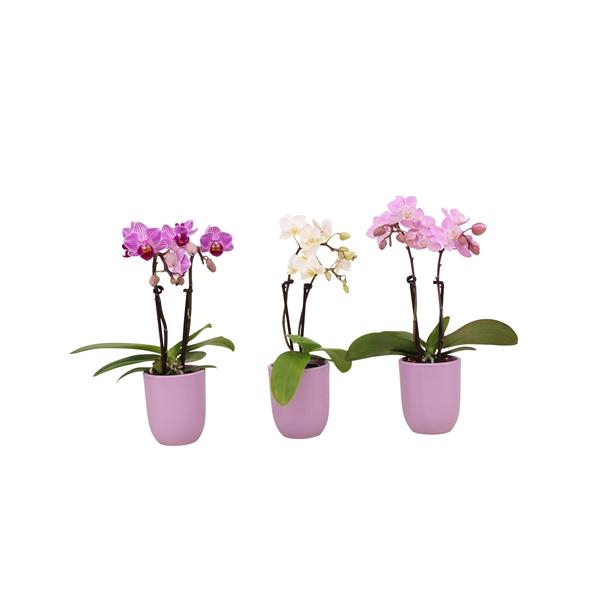 <h4>Hugo Lavender Tiny Dolls Mix 2T10+ Aqu@</h4>