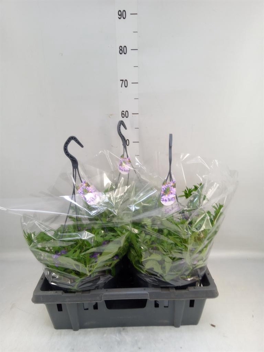 <h4>Scaevola aemula</h4>