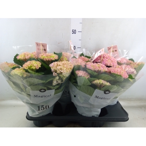 Hydrangea mac. 'Magical Revolution'