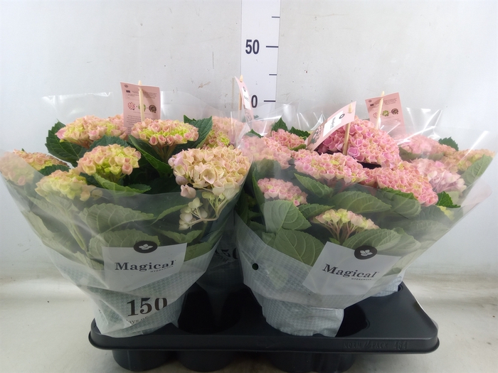 <h4>Hydrangea mac. 'Magical Revolution'</h4>