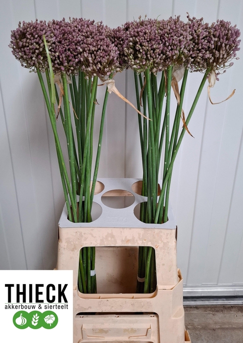 <h4>Allium Hairy Friend</h4>