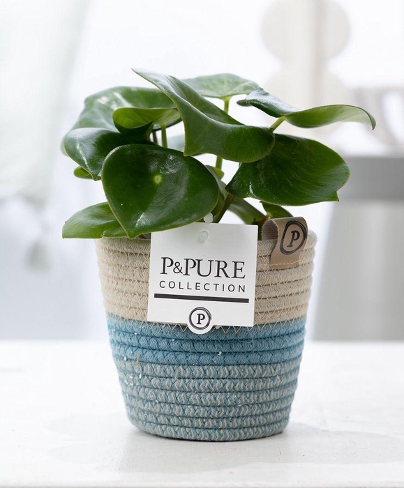<h4>Peperomia Raindrop in P&PURE Fashionpot Valerie</h4>