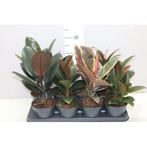 Ficus Gemengd Elastica