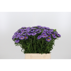 Callistephus Licht Blauw