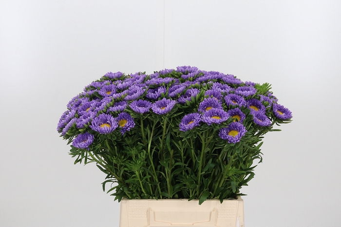 <h4>Callistephus Licht Blauw</h4>
