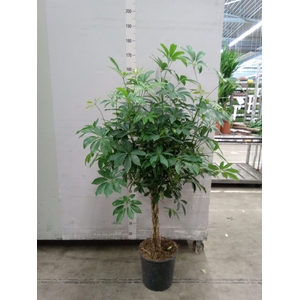 Schefflera arbor. 'Compacta'