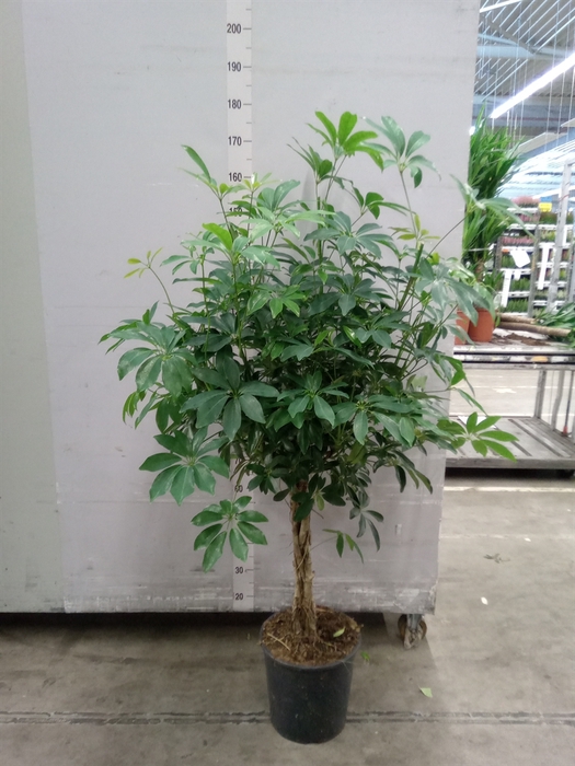 <h4>Schefflera arbor. 'Compacta'</h4>