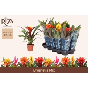 BROMELIA GEM 6 SRT
