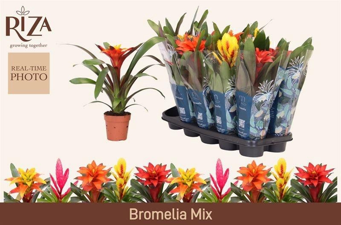 <h4>BROMELIA GEM 6 SRT</h4>