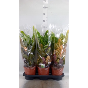 Codiaeum var. GR 'Excellent'