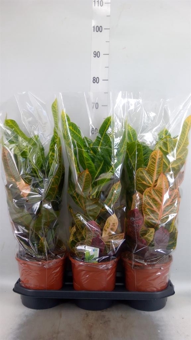 <h4>Codiaeum var. GR 'Excellent'</h4>