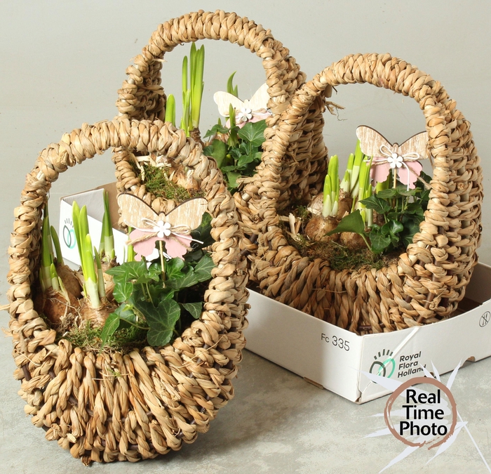 <h4>ARR NARCISSUS</h4>