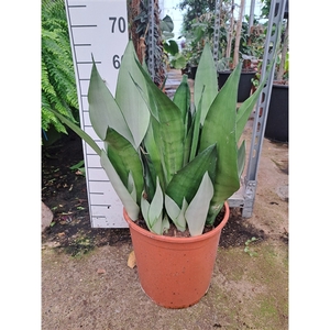 Sansevieria Moonshine 70