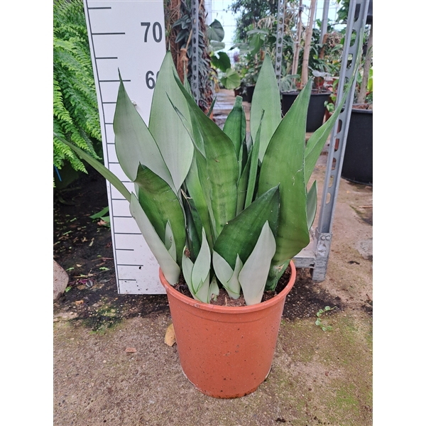 <h4>Sansevieria Moonshine 70</h4>