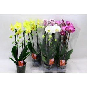 PHAL EL CASCADE