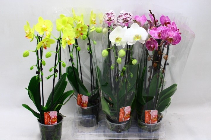 <h4>PHAL EL CASCADE</h4>