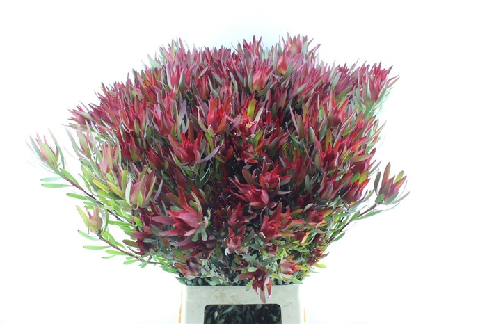 <h4>Leucad Sal Blush</h4>