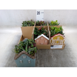 Arr.   Kamerplant Groen L%