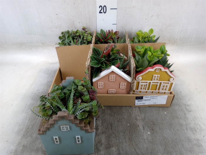 <h4>Arr.   Kamerplant Groen L%</h4>