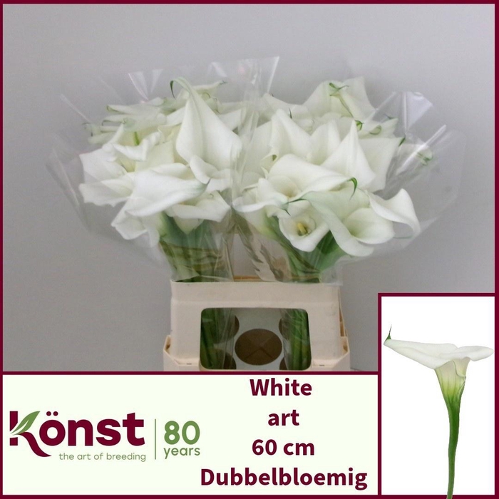 <h4>ZANT WHITE ART</h4>