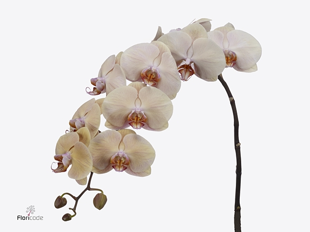 Phalaenopsis Royal Peach Doos