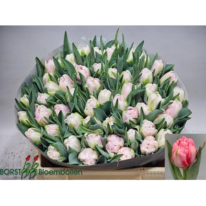 TU DU MOTHERS CHOICE