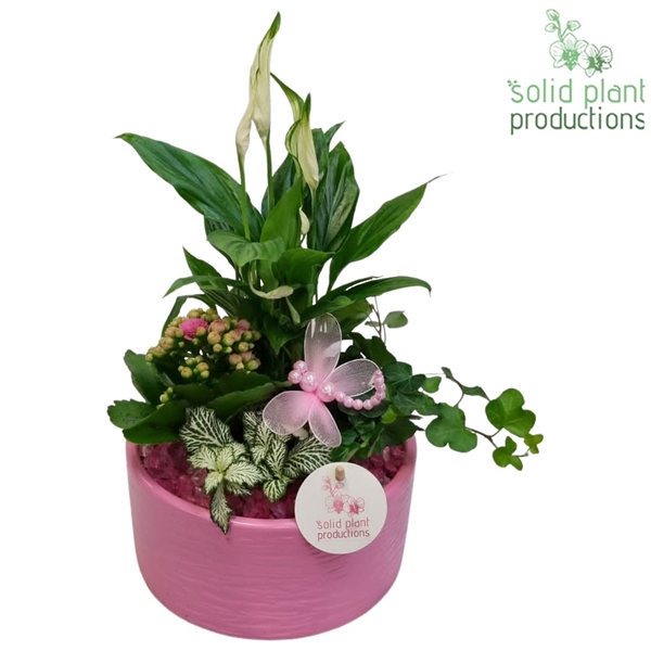 SP003 Loes Pink