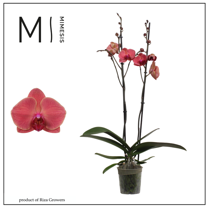 <h4>Phalaenopsis Asian Coral 2 spike - 12cm | Mimesis</h4>