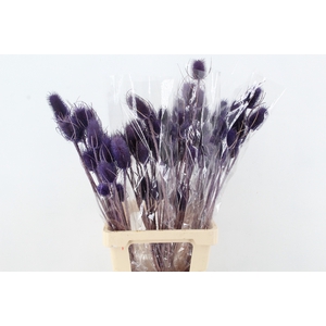 DF Dipsacus Li. Purple Bs 130g