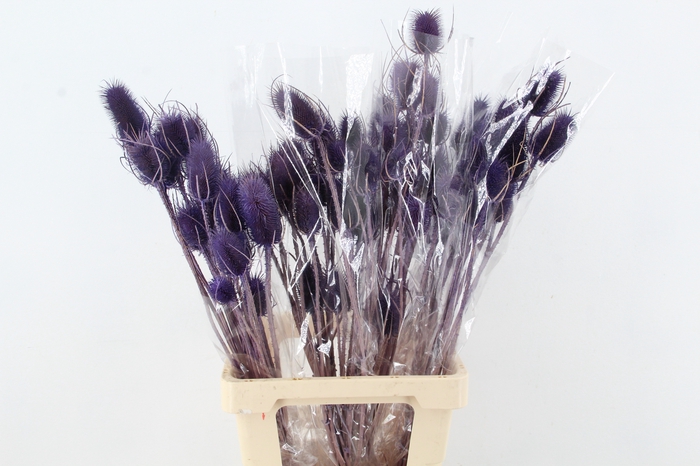 <h4>DF Dipsacus Li. Purple Bs 130g</h4>