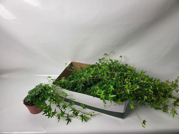 <h4>HED HE JACOBINE</h4>