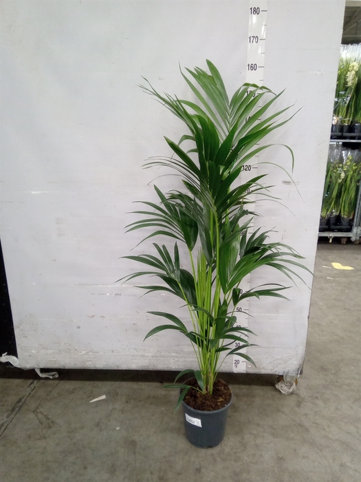 <h4>Howea forsteriana</h4>