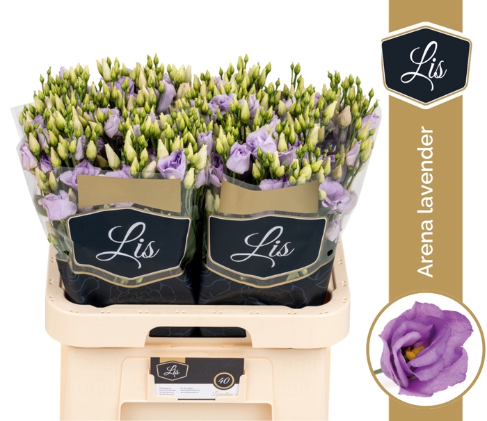 <h4>EUS G ARENA LAVENDER</h4>