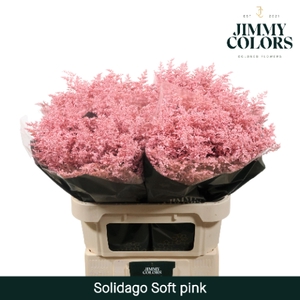 Solidago L80 Klbh. Licht Roze