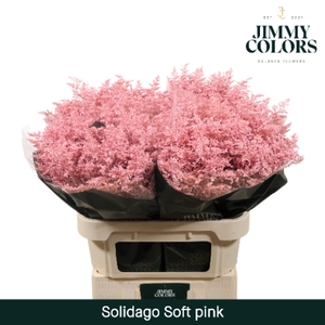 Solidago L70 Soft Pink