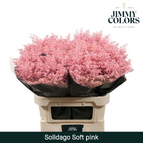 Solidago L70 Klbh. licht roze